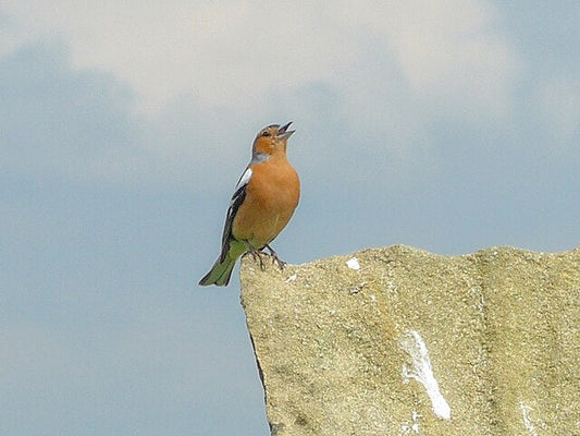 Magick by Intention: Joy and Happiness Magick