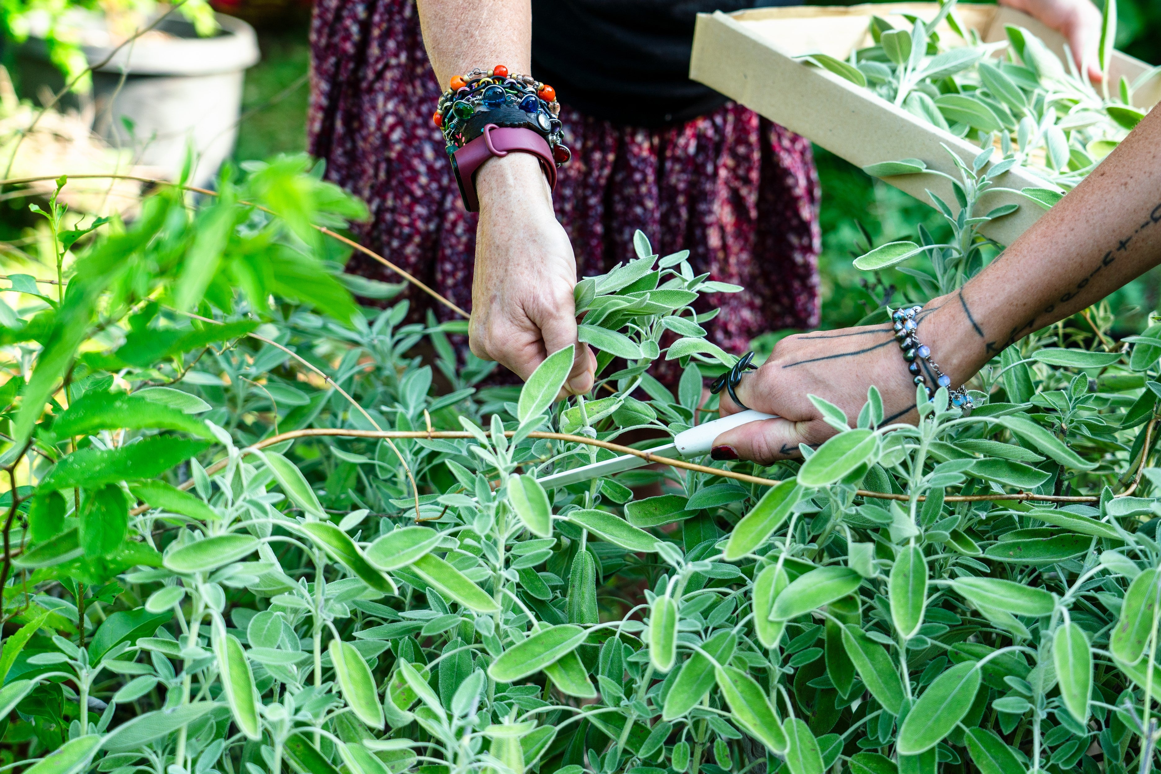 Natural Magick Co-op Harvesting Sage